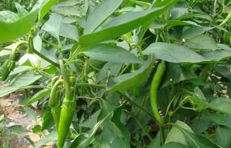 杭椒种子怎么种（杭椒种子怎么种的）