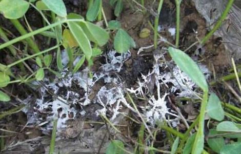 花生白绢病的防治方法(花生白绢病的防治方法视频)