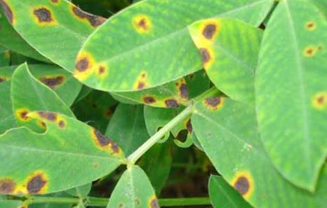 花生褐斑病的防治方法 花生褐斑病的防治方法视频