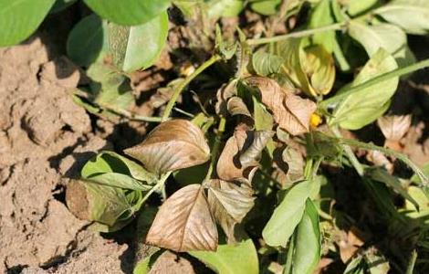 花生茎腐病的防治方法（花生茎腐病的防治方法视频）
