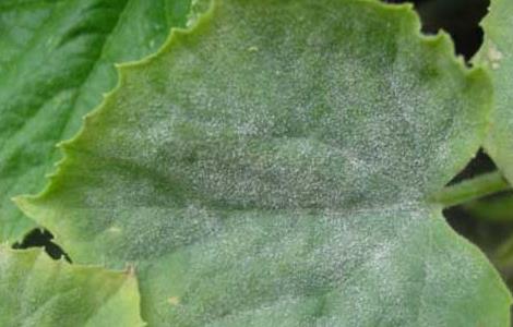 黄瓜白粉病怎么防治（黄瓜怎样预防白粉病）