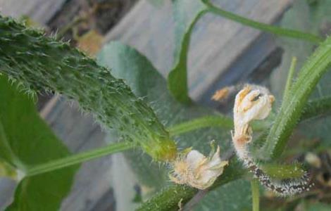 黄瓜灰霉病的防治方法（黄瓜灰霉病的防治方法图片）