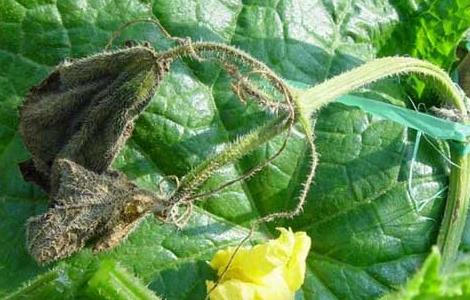 黄瓜疫病的防治方法 黄瓜疫病的防治方法有哪些