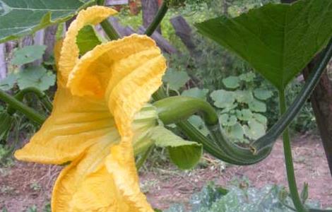 砍瓜种子怎么种（砍瓜种子怎么种的）