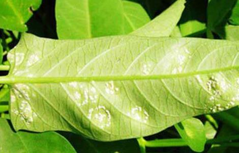 空心菜白锈病的防治方法 空心菜白锈病的防治方法有哪些