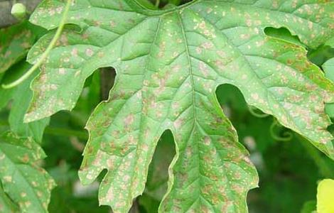 苦瓜白粉病的防治方法(苦瓜白粉病用什么药)