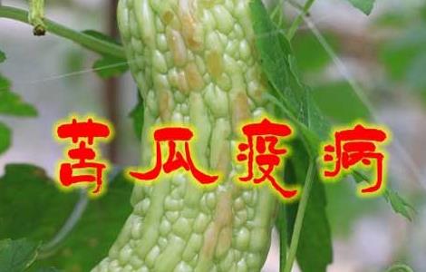 苦瓜疫病的防治方法 苦瓜疫病的防治方法是什么