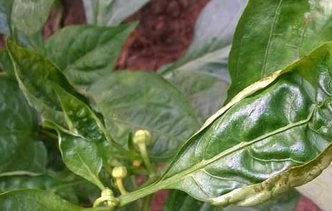 辣椒白粉病怎么防治 辣椒白粉病怎么办