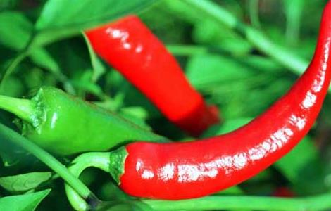 辣椒软腐病的防治方法 辣椒软腐病的防治方法视频