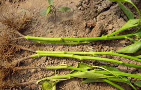 辣椒早疫病的防治方法（辣椒疫病如何防治）