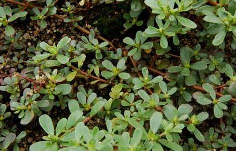 马齿菜种植技术(马齿菜种植与注意事项)