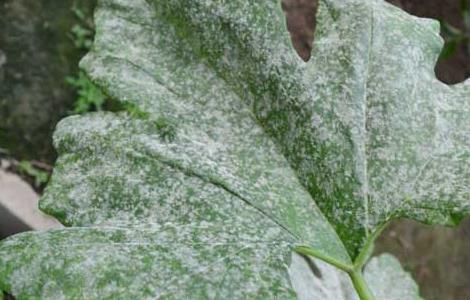 南瓜白粉病的防治方法 南瓜白粉病的发病原因