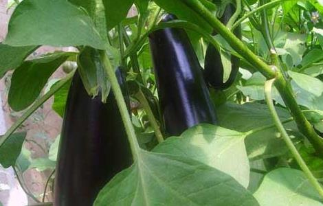 茄子猝倒病的防治方法（茄子猝倒病和立枯病图片）