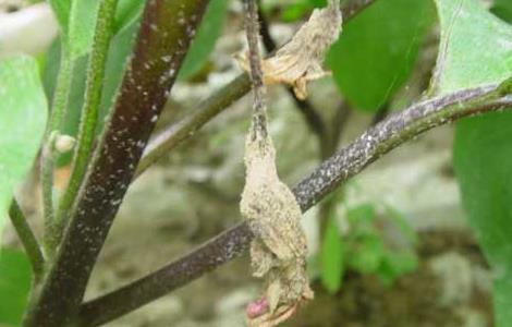 茄子菌核病的防治方法 茄子菌核病如何防治