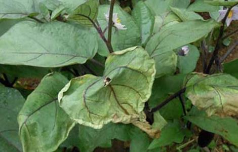 茄子枯萎病的防治方法（茄子枯萎病的防治方法视频）