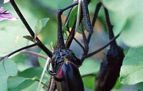 茄子绵疫病的防治方法（茄子绵疫病特效药）