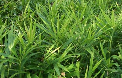 生姜叶枯病的防治方法(生姜叶枯病用什么药)