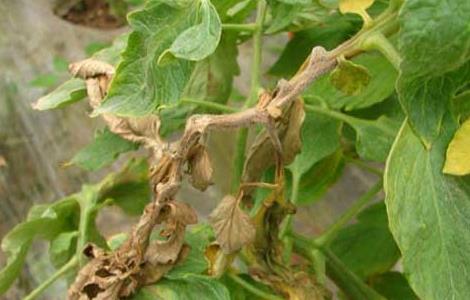 西红柿灰霉病的防治方法（西红柿灰霉病的防治方法图片）