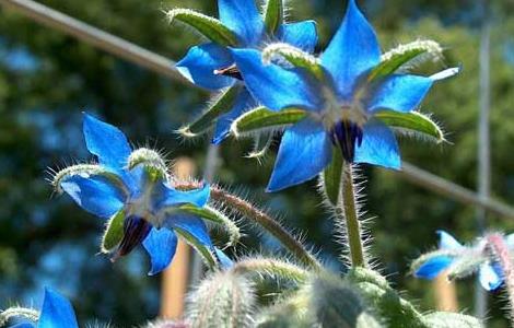 琉璃苣的种植技术(琉璃苣的种植技术与管理)