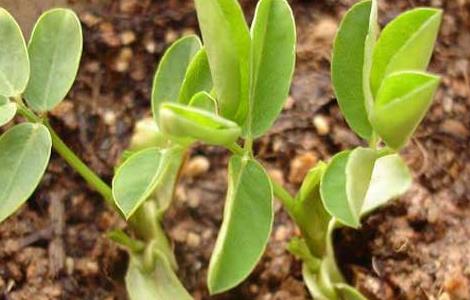 盆栽花生怎么种才好 盆栽花生怎么种才好吃