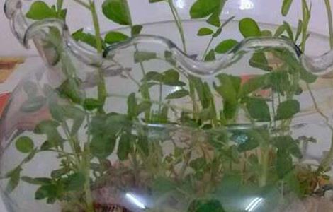 盆栽花生怎么种