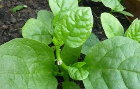 木耳菜什么时候种 大叶木耳菜什么时候种