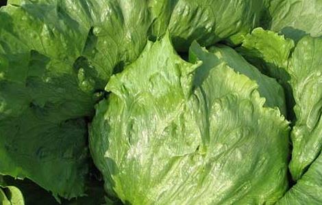 特种蔬菜有哪些品种(特种蔬菜百科)