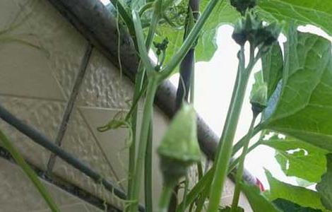 盆栽丝瓜的种植方法 盆栽丝瓜的种植方法和管理