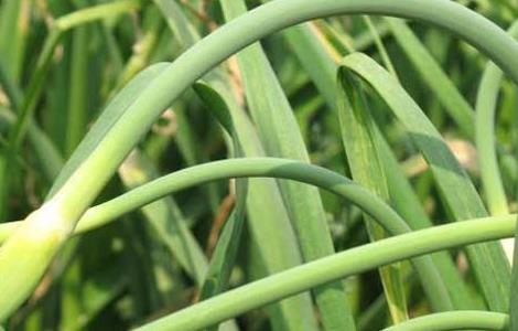 蒜苔产地在哪里（蒜苔产地在哪里江苏邳州蒜苔什么时候?出场）