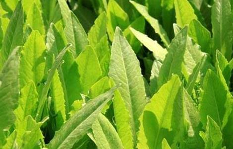 油麦菜种植技术（油麦菜种植技术和时间多少可以卖）