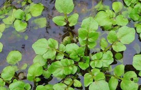 豆瓣菜栽培技术（豆瓣菜栽培技术要点）