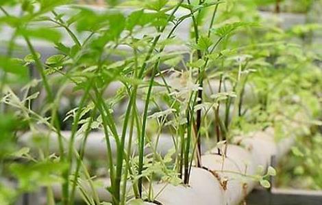 无土栽培蔬菜安全吗 无土栽培蔬菜安全吗视频