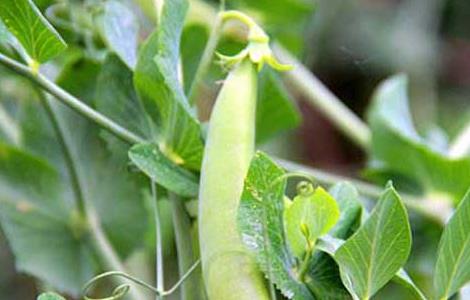 豌豆种子价格及种植方法 豌豆种子价格及种植方法视频