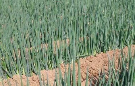 大葱霜霉病的防治方法（大葱霜霉病的防治方法图片）