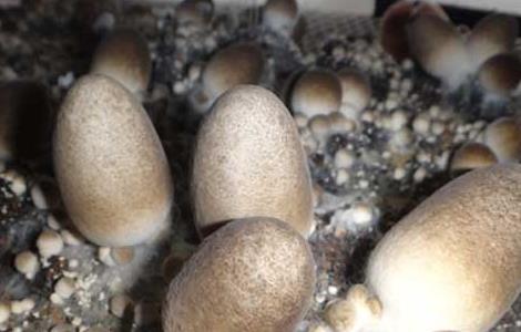 草菇菌种价格及种植方法（草菇菌种价格及种植方法大全）