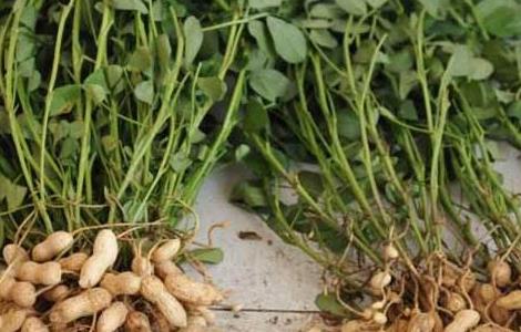 种植花生用什么肥料好 种植花生用什么肥最好