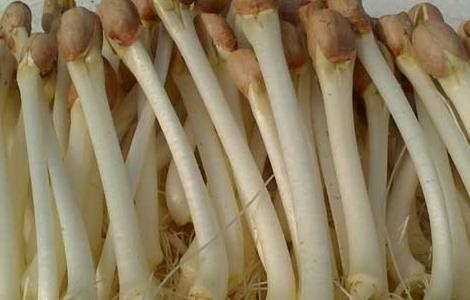 花生芽苗菜的种植方法(花生芽苗菜的种植方法技巧)