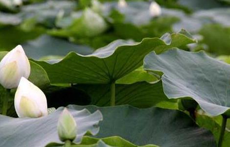 莲藕种子价格及种植方法 莲藕种子价格及种植方法图片