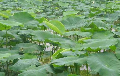 种植莲藕每亩投资多少钱（莲藕一亩地投资多少钱）