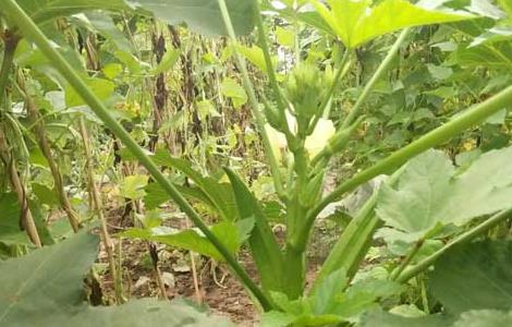 秋葵种子价格及种植方法(秋葵种子如何种植)