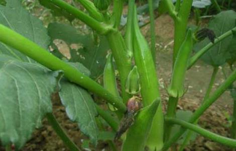 秋葵什么时候播种最好 秋葵什么时候播种最好吃