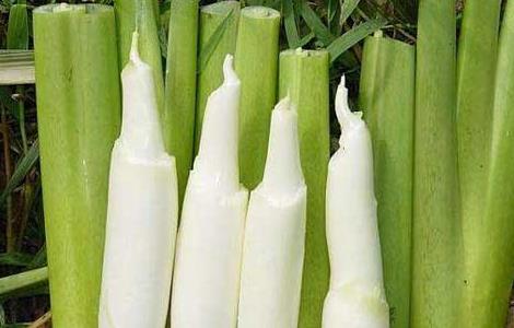 茭白种子价格及种植方法（茭白种子怎么种）