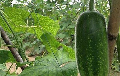 冬瓜种子价格及种植方法 冬瓜种子大全及价格种