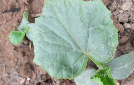 丝瓜种子价格及种植方法（丝瓜种子价格及种植方法图）