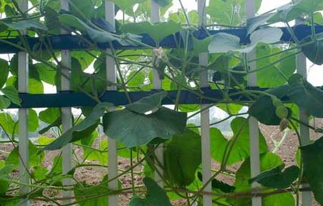 葫芦种子价格及种植方法（葫芦种子怎样种植）