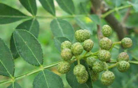 花椒种子价格及种植方法 花椒种子价格及种植方法视频