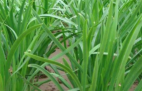 韭菜种子价格及种植方法（韭菜种子价格及种植方法图片）