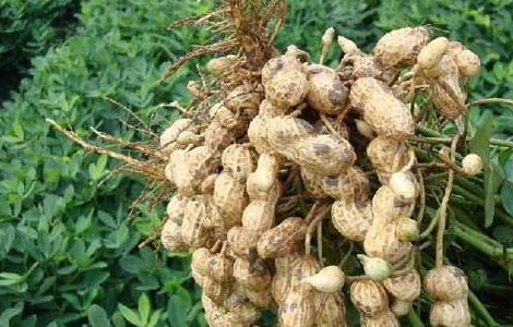 花生种子价格及种植方法（花生种子的价格）