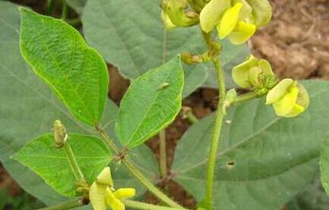 绿豆种子价格及种植方法 绿豆种子价格及种植方法视频