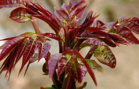 香椿种子价格及种植方法（香椿种子价格及种植方法图片）